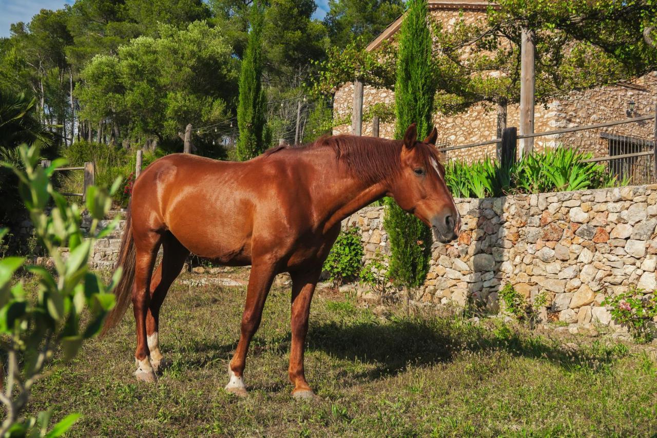 Masia Pou De La Vinya سيدجيس المظهر الخارجي الصورة